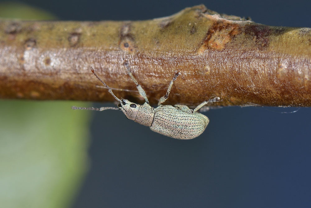 Pseudomyllocerus invreae - (Curculionidae)